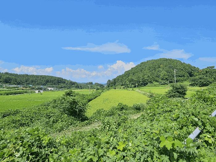 전라남도 고흥군 과역면 도천리 1375 전 경매 사진 4