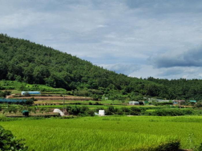 전라남도 고흥군 과역면 도천리 1375 전 경매 사진 8