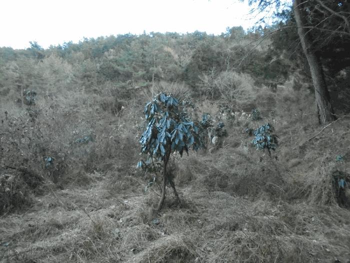 경상남도 통영시 도산면 오륜리 180 답 경매 사진 16