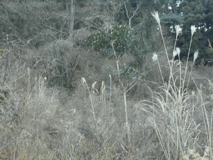 경상남도 통영시 도산면 오륜리 308 전 경매 사진 22