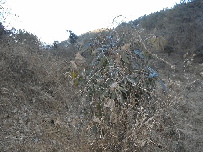경상남도 통영시 도산면 오륜리 308 전 경매 사진 3