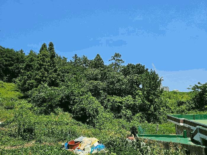 전라남도 완도군 완도읍 가용리 6 전 경매 사진 16