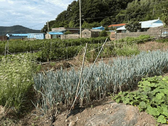 전라남도 완도군 완도읍 대신리 413-29 전 경매 사진 10