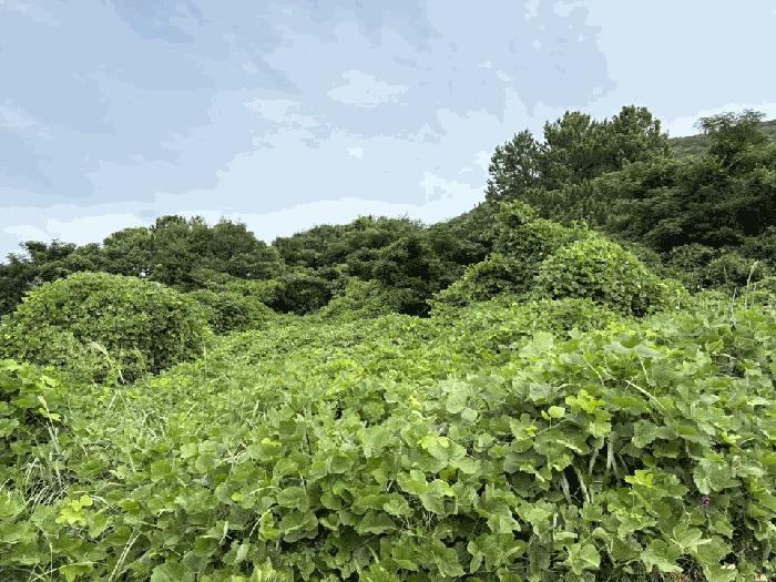 전라남도 완도군 완도읍 대신리 413-29 전 경매 사진 19