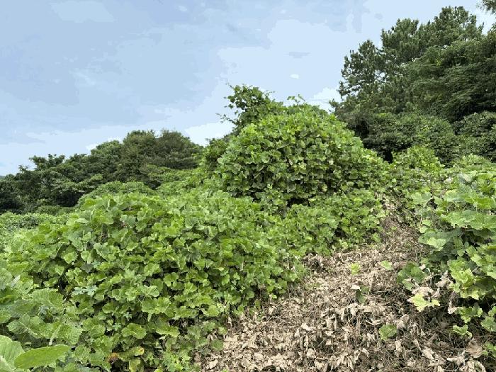 전라남도 완도군 완도읍 대신리 413-29 전 경매 사진 21