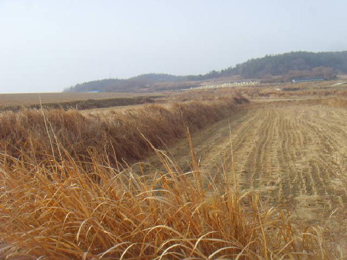 전라남도 해남군 황산면 원호리 710 주택 경매 사진 4