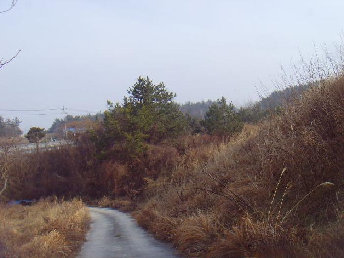 전라남도 해남군 황산면 원호리 787 임야 경매 사진 3