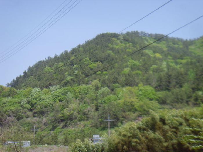 전라남도 진도군 군내면 분토리 산187 임야 경매 사진 13