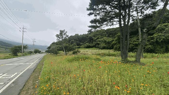 전라남도 진도군 군내면 분토리 산187 임야 경매 사진 2