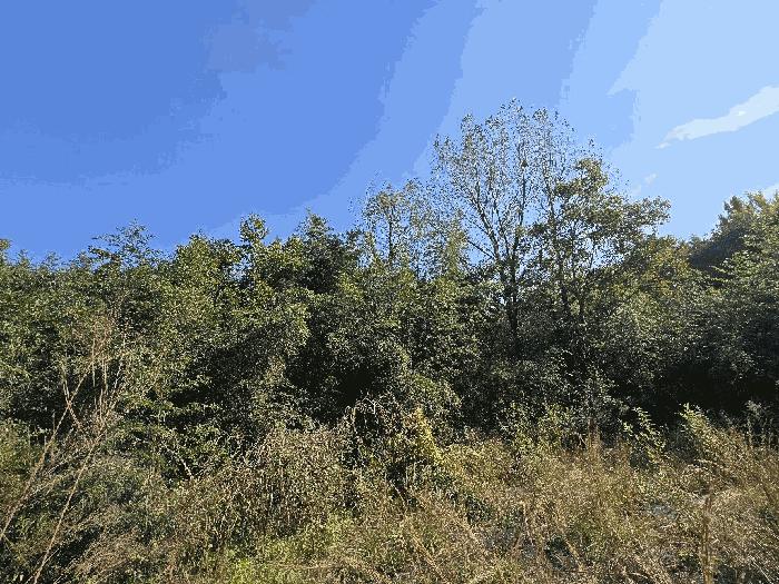 경상남도 진주시 금산면 중천리 1005 전 경매 사진 15