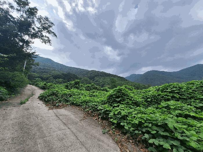 경상남도 산청군 단성면 방목리 산176-6 임야 경매 사진 4