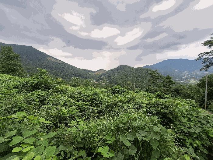 경상남도 산청군 단성면 방목리 산176-6 임야 경매 사진 5