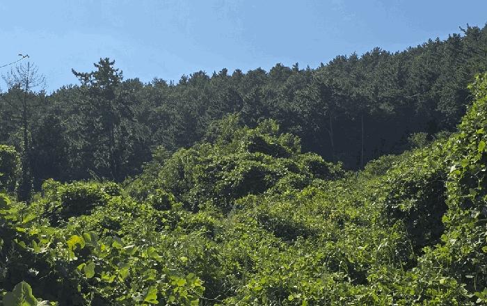 경상남도 남해군 창선면 대벽리 산57-8 임야 경매 사진 1