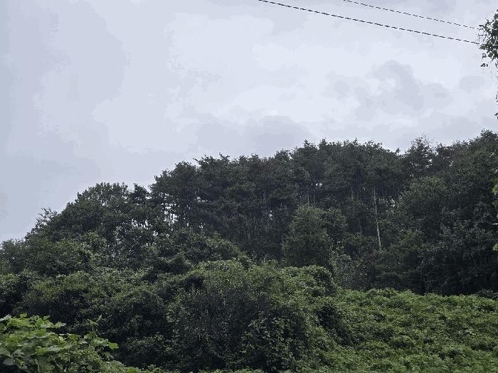 경상남도 하동군 악양면 평사리 산82-1 임야 경매 사진 2