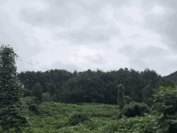 경상남도 하동군 악양면 평사리 산82-1 임야 경매 사진 4