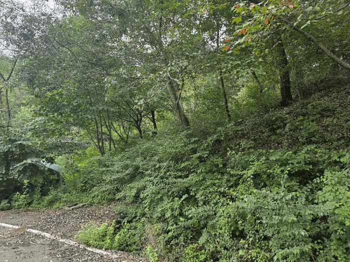 경상남도 진주시 대평면 상촌리 산169 임야 경매 사진 2