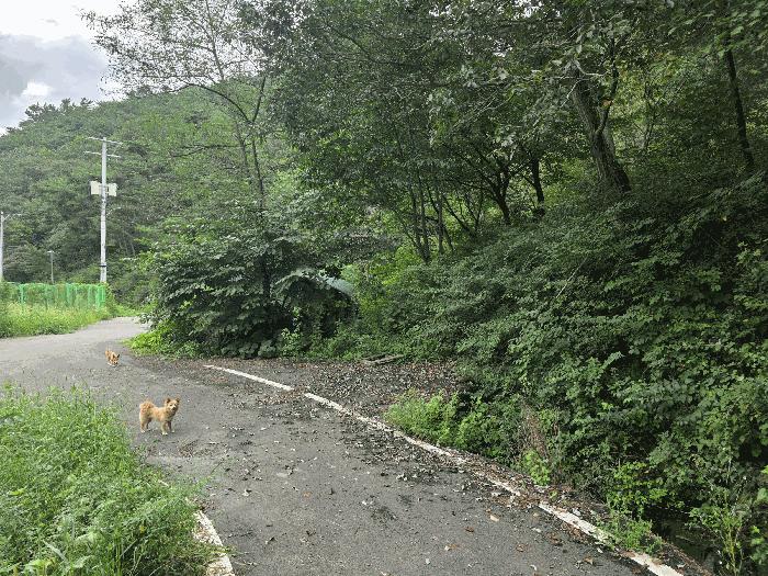 경상남도 진주시 대평면 상촌리 산169 임야 경매 사진 5
