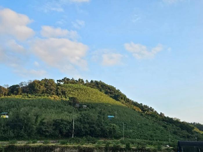 경상남도 사천시 송포동 산185-5 임야 경매 사진 26