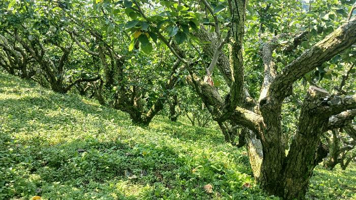 경상남도 진주시 문산읍 두산리 산60 임야 경매 사진 20