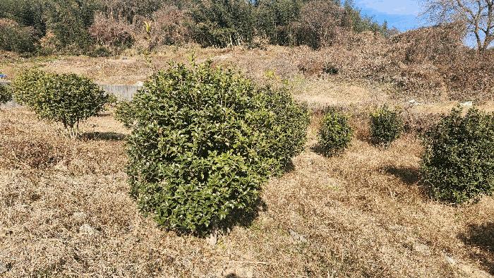 경상남도 진주시 금산면 송백리 299 답 경매 사진 4