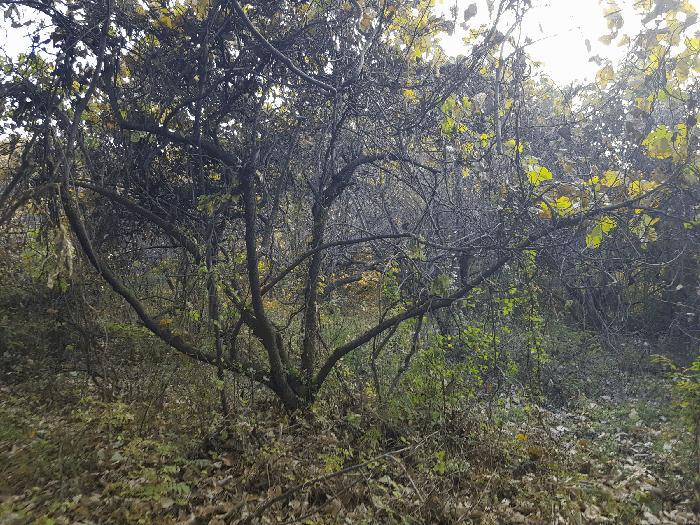 경상남도 진주시 수곡면 사곡리 산159-2 임야 경매 사진 16