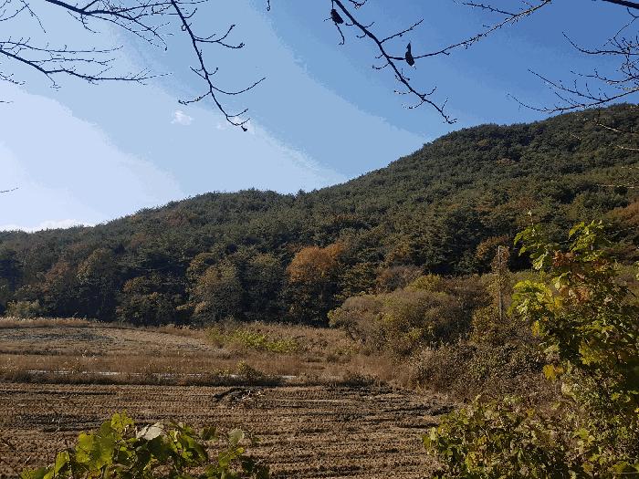 경상남도 진주시 수곡면 효자리 산102 임야 경매 사진 20
