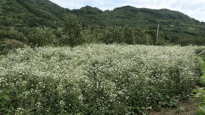 경상남도 하동군 적량면 동리 산15 임야 경매 사진 12