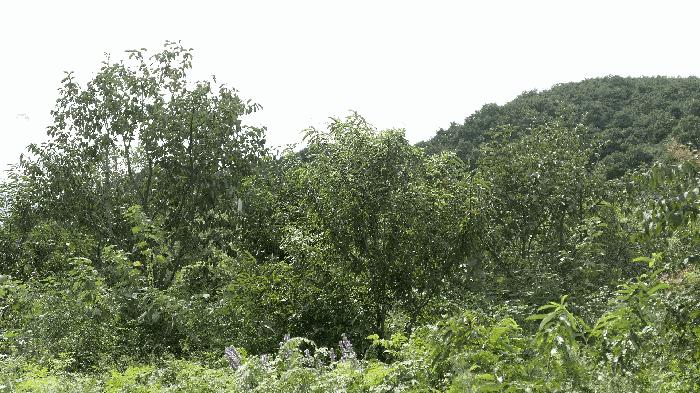 경상남도 하동군 양보면 감당리 658 전 경매 사진 7