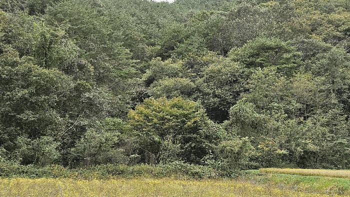경상남도 산청군 생비량면 화현리 산224 임야 경매 사진 3