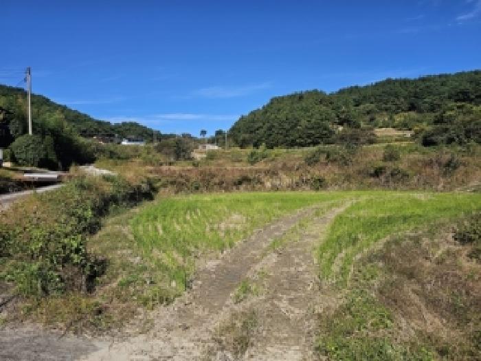 경상남도 산청군 신안면 외고리 1259 답 경매 사진 10