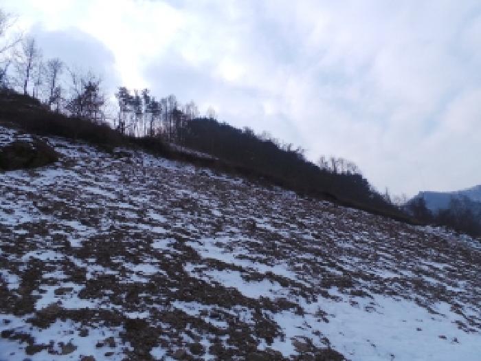 강원특별자치도 정선군 화암면 백전리 산368 임야 경매 사진 20