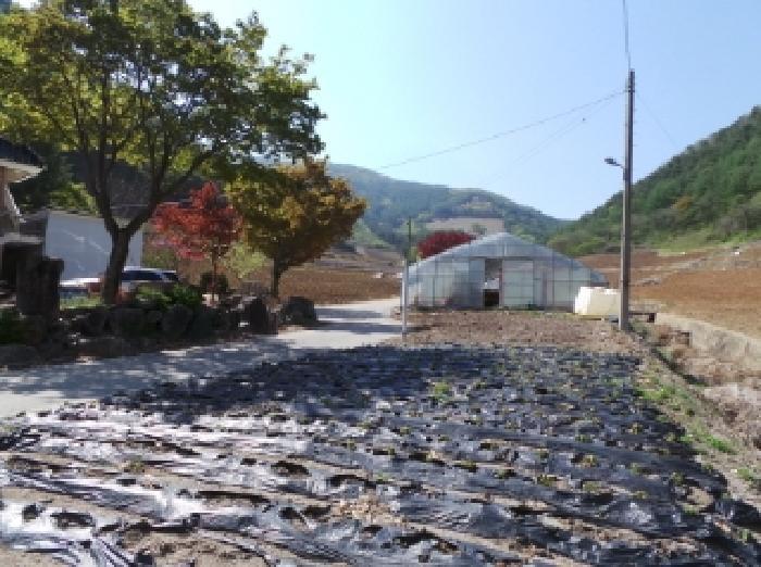 강원특별자치도 정선군 신동읍 천포리 108-1 전 경매 사진 10