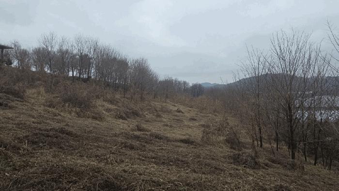 충청남도 천안시 동남구 수신면 백자리 187-5 임야 경매 사진 2
