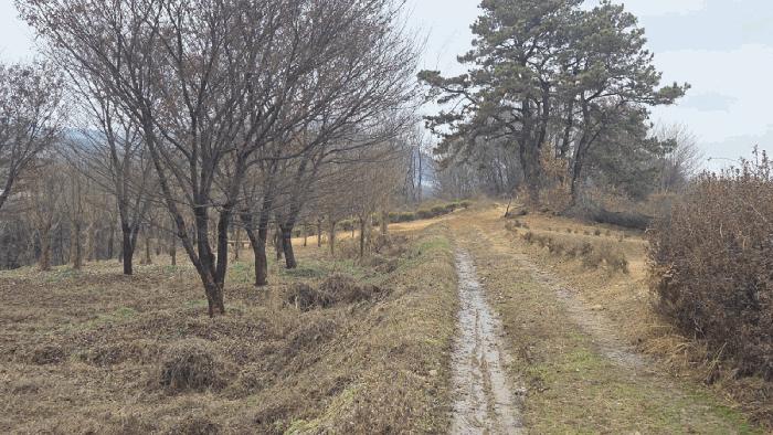 충청남도 천안시 동남구 수신면 백자리 187-5 임야 경매 사진 4