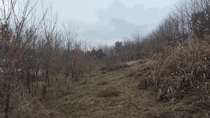 충청남도 천안시 동남구 수신면 백자리 187-5 임야 경매 사진 6