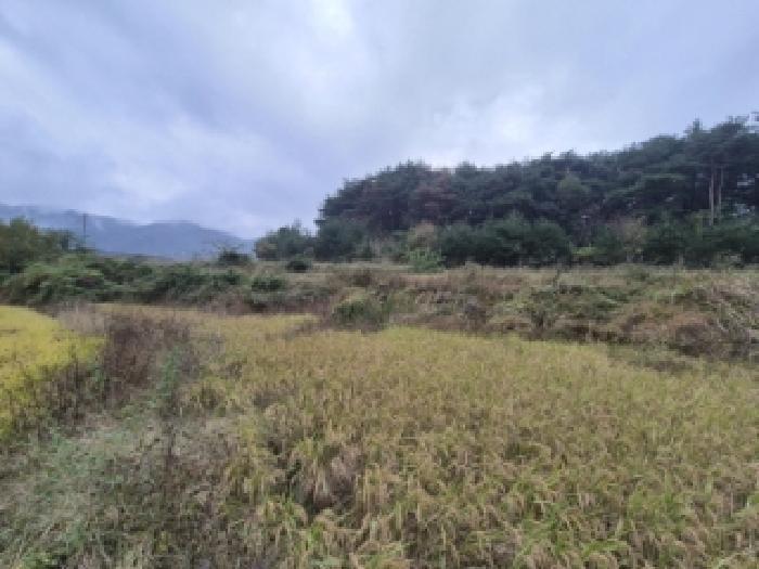 경상북도 경주시 외동읍 신계리 545 답 경매 사진 5