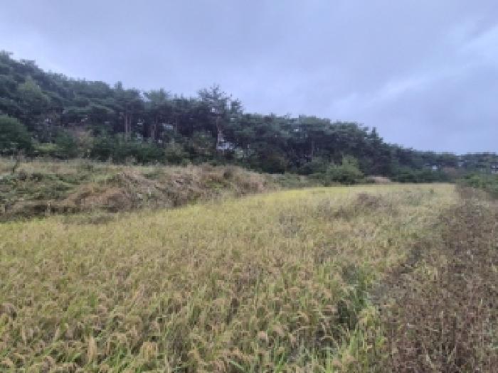 경상북도 경주시 외동읍 신계리 545 답 경매 사진 6