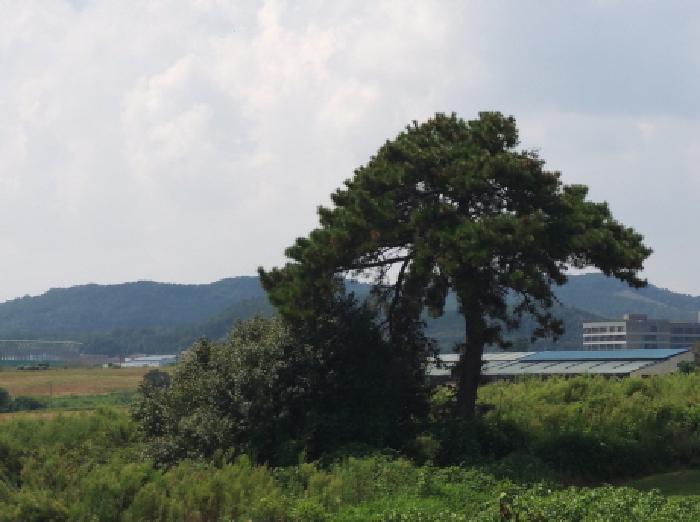 경기도 안성시 공도읍 만정리 산80-8 임야 경매 사진 13