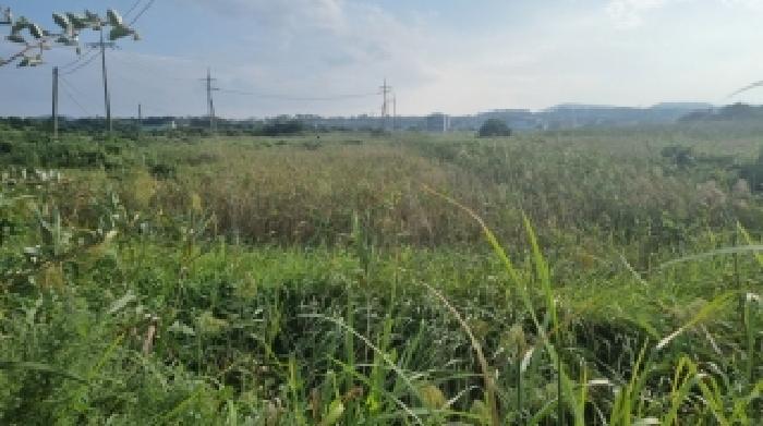 제주특별자치도 서귀포시 성산읍 시흥리 980-39 임야 경매 사진 11