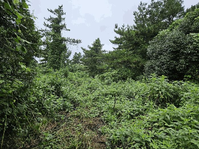 제주특별자치도 서귀포시 안덕면 상천리 726-2 임야 경매 사진 2