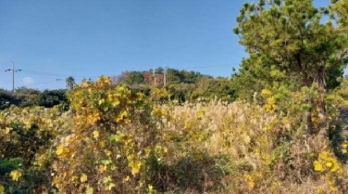 제주특별자치도 서귀포시 남원읍 신흥리 100-6 전 경매 사진 10