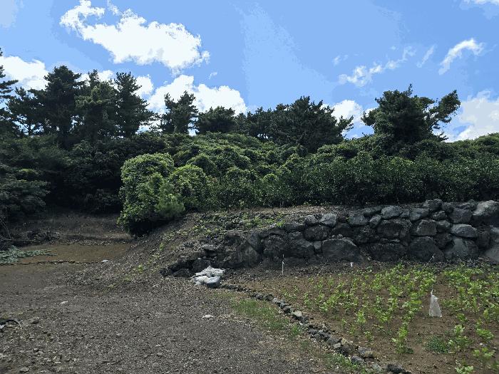 제주특별자치도 서귀포시 강정동 1895 임야 경매 사진 8