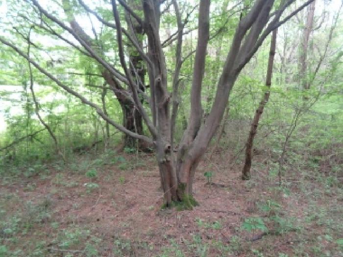 제주특별자치도 제주시 해안동 산163 임야 경매 사진 37