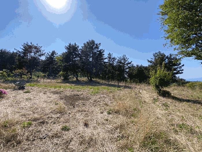 제주특별자치도 제주시 해안동 산163 임야 경매 사진 5