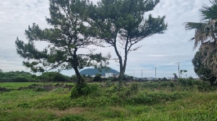 제주특별자치도 서귀포시 성산읍 시흥리 1251-1 유지 경매 사진 40