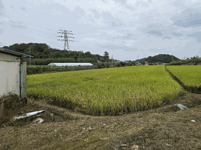세종 연서면 답