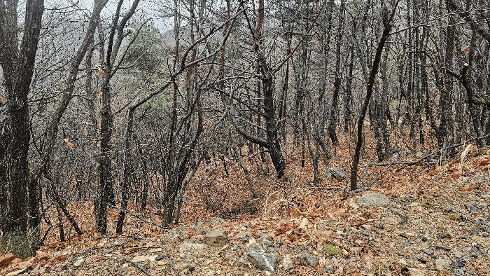 울산광역시 북구 달천동 산166 임야 경매 사진 4