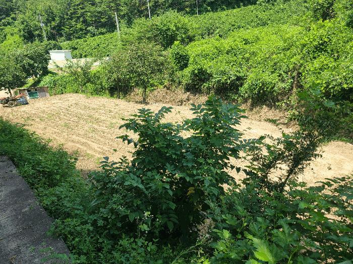 경상남도 의령군 지정면 득소리 608 답 경매 사진 20
