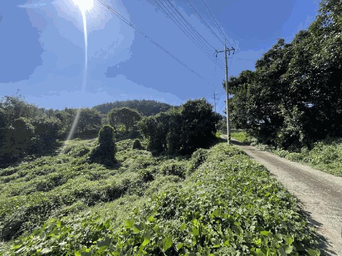 경상남도 의령군 부림면 감암리 산82-6 임야 경매 사진 3