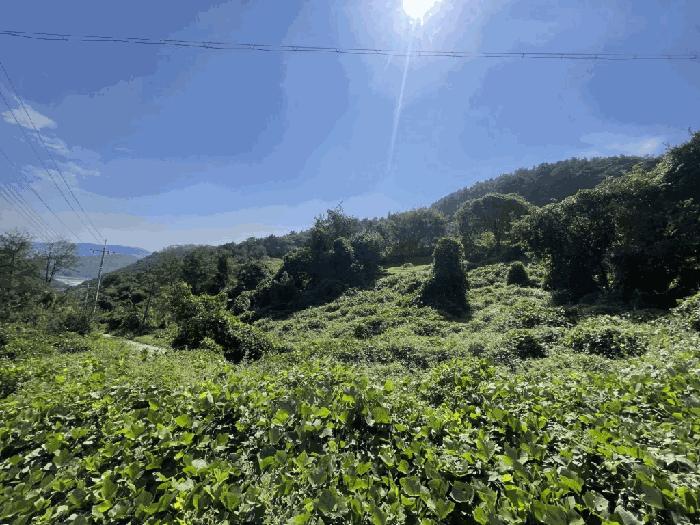 경상남도 의령군 부림면 감암리 산82-6 임야 경매 사진 4